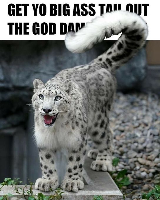 Simonhusky (@shthesnep) on Twitter photo 