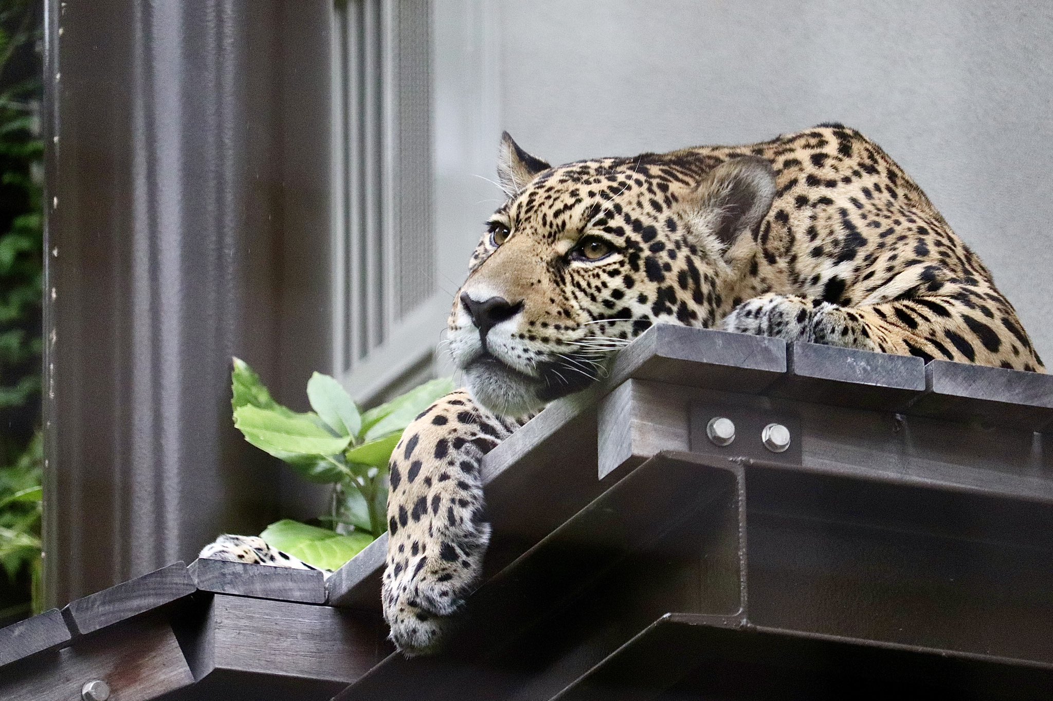 動物と共に…… Amazon | DODOGOD 動物撃退器 猫避け対策 動物撃退器 【2024新