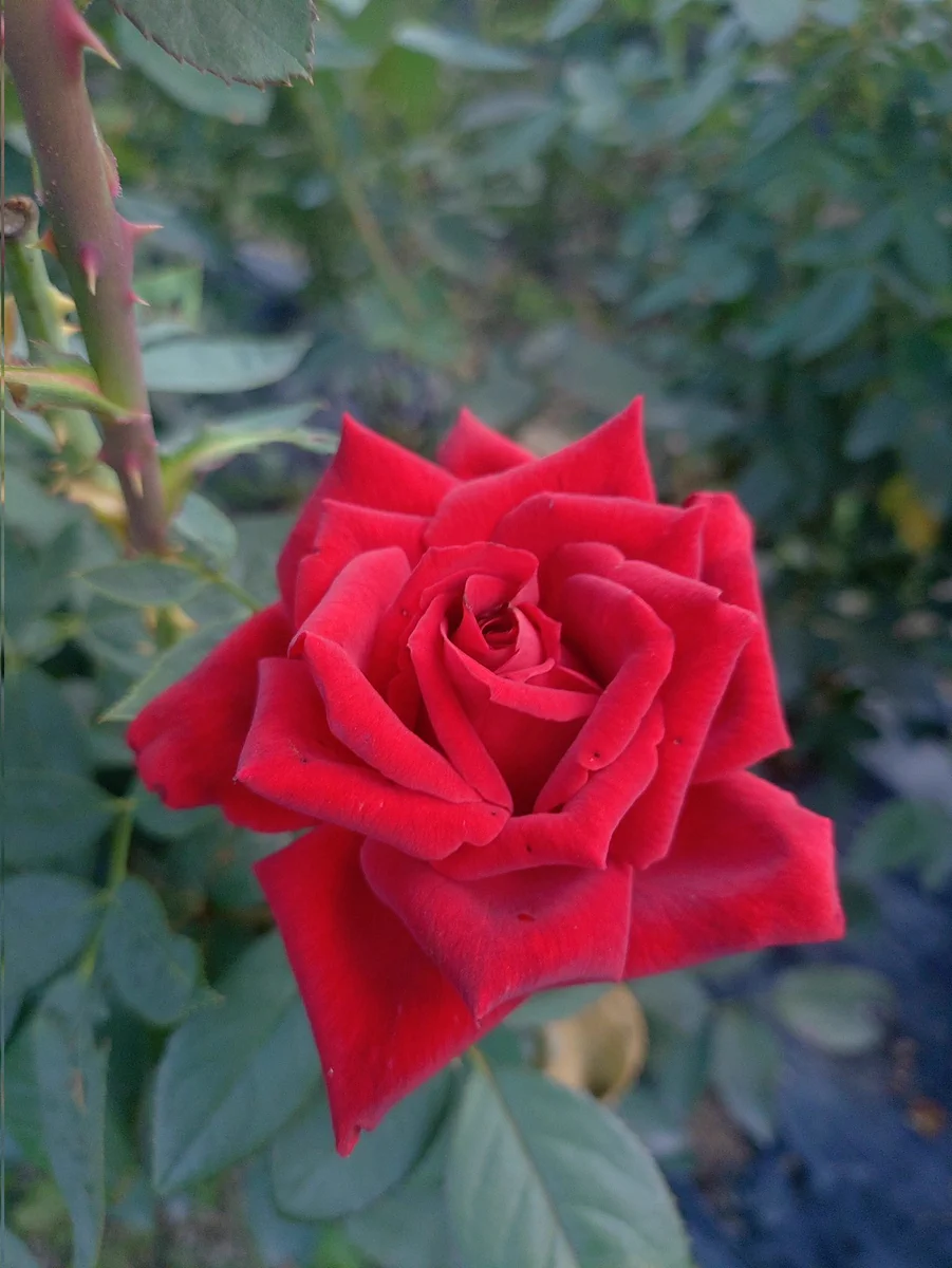 X JAPAN/YOSHIKI　バラ　ローズ/薔薇　赤/レッド　コスプレ衣装 G2FIiYkbcAAkxtI?format=webp&