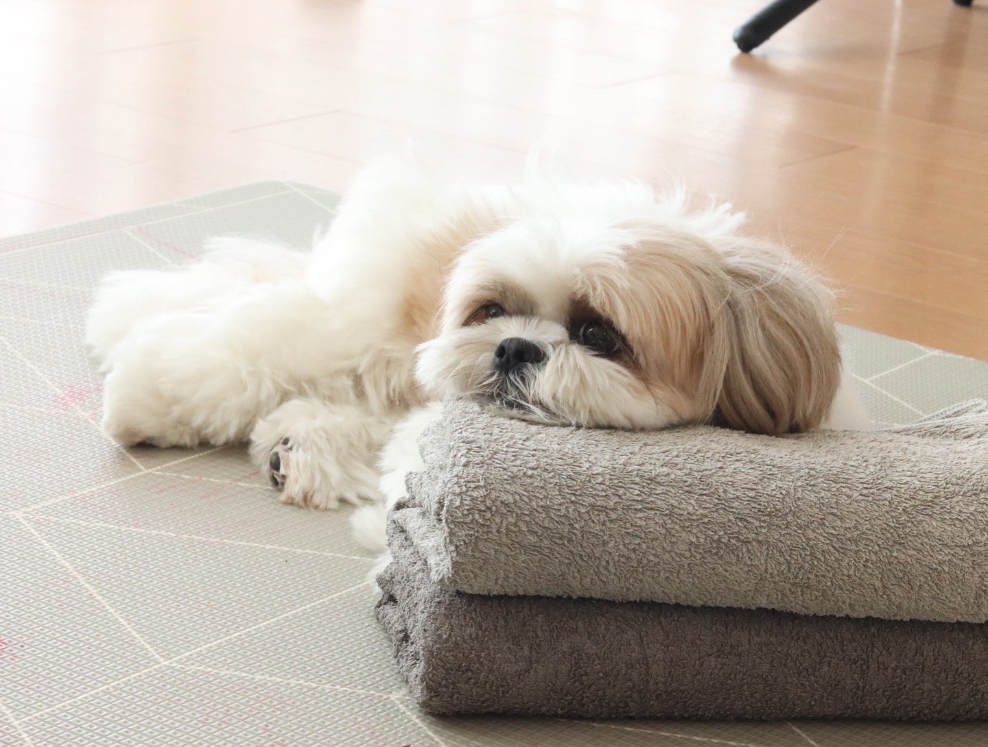 🐶Lovely Shih Tzu Dogs🐶 ❤ シーズー大好き