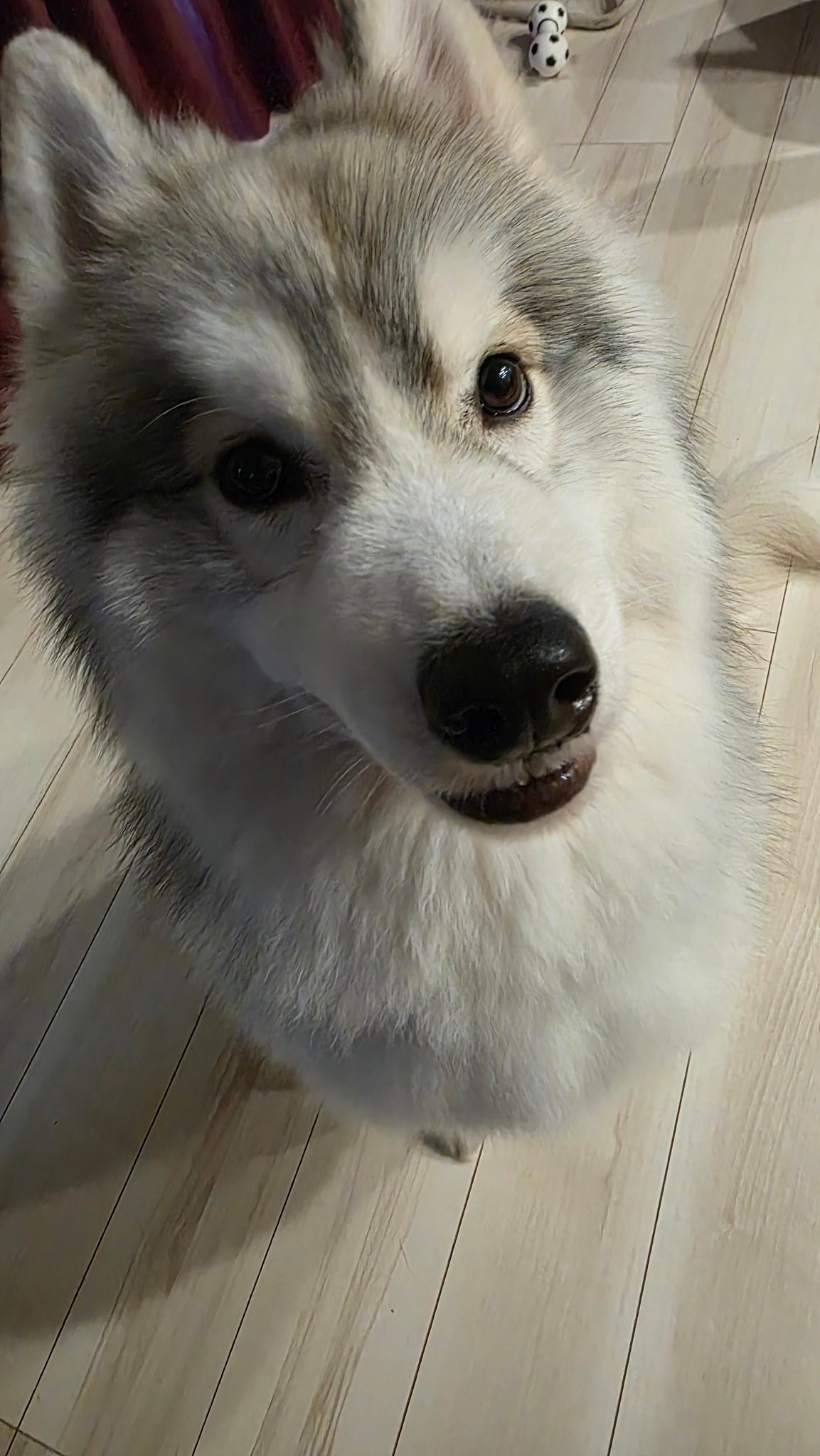 春（はる）ハスキー (@HARU20240128) / X