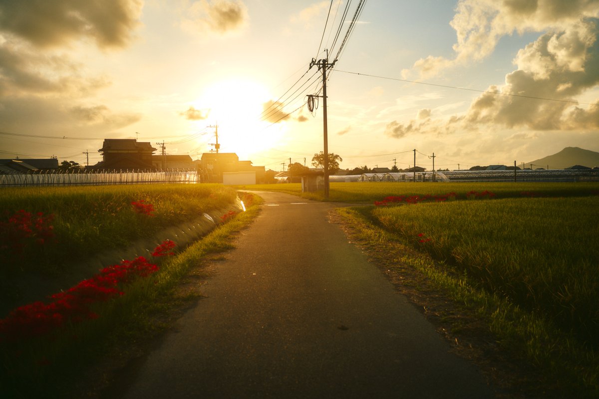 shintake_photo's tweet image. Walking in the Autumn Sunset