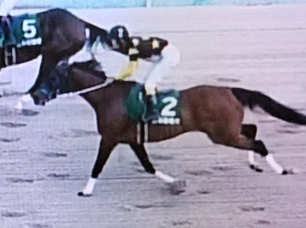 yokohama3982111's tweet image. ヤングジョッキーズ佐賀ラウンド第２戦、明星騎手６着、松本一心騎手９着🤩第１戦優勝の一心君「いい結果につながって良かった。笠松もあるので見に来てください」🤩いい緊張感と笑顔で笠松ファンの期待に応えた
#笠松競馬
#佐賀競馬
#ヤングジョッキーズシリーズ
#松本一心
#明星晴大
#ＹＪＳ