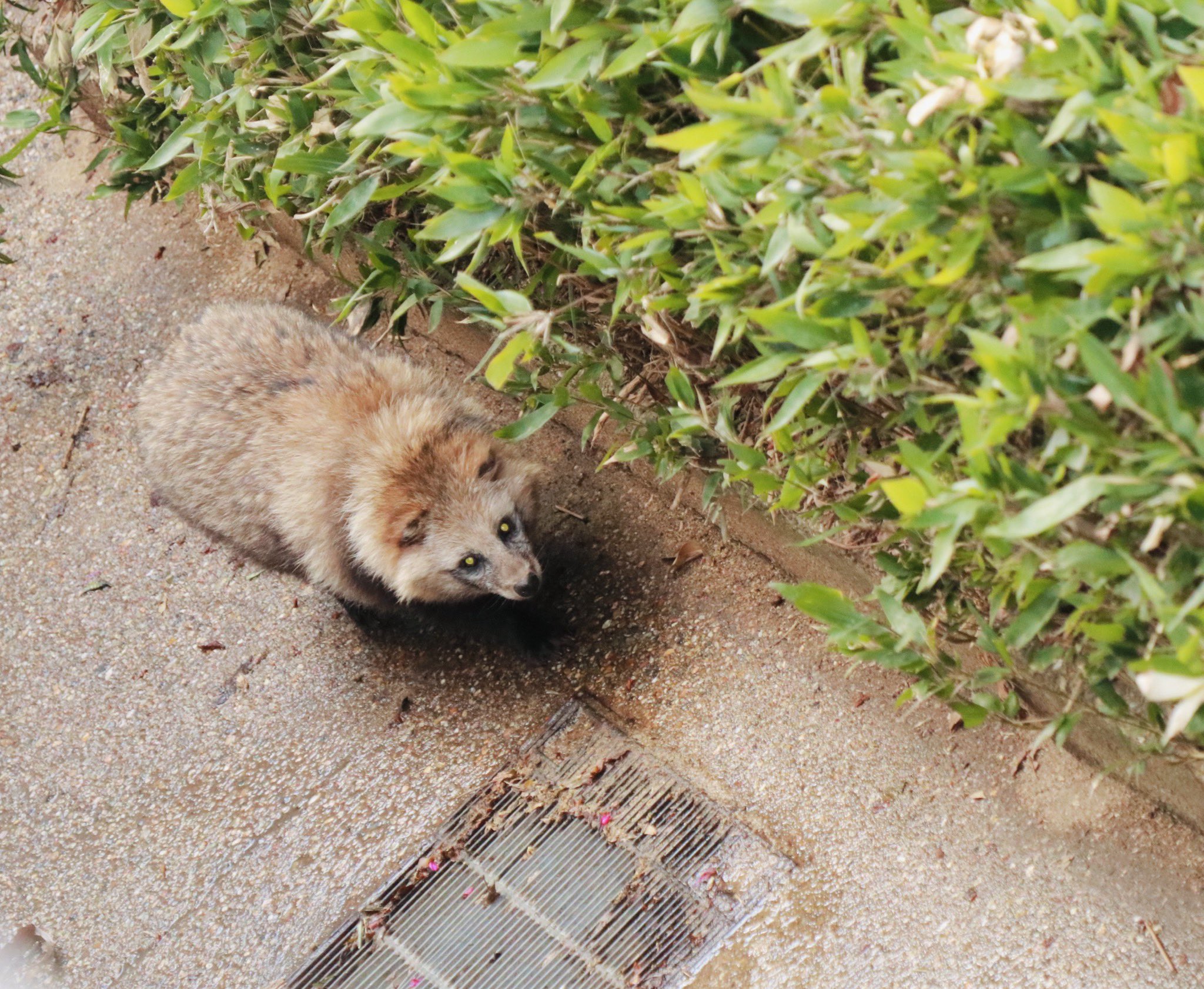 たぬきドッグ on X: 