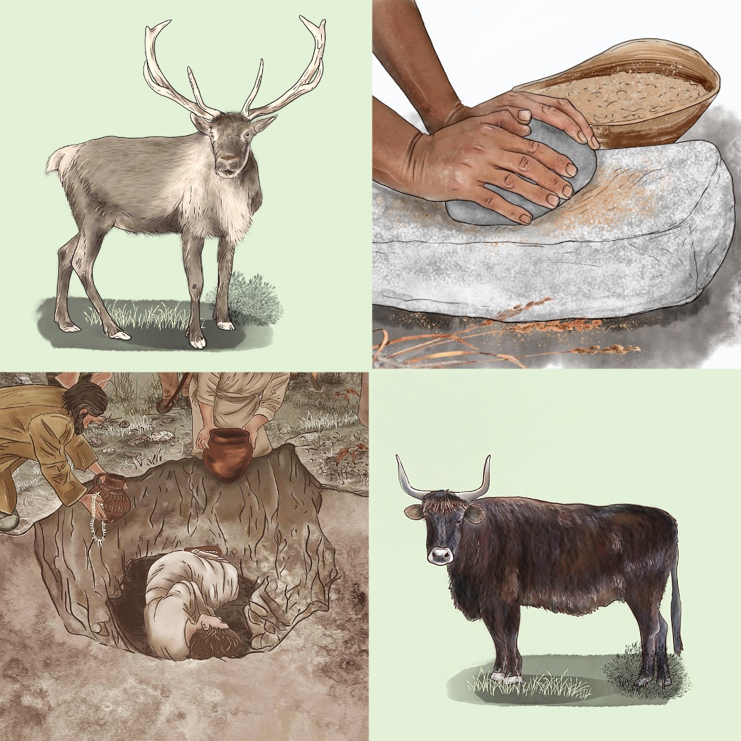 We  are currently creating these &amp; many other illustrations for a museum. They depict life, death &amp; work in the #StoneAge. Among  them are scenes of fishing, farming, as well as the fauna of the previous ice age. #commissionedartworks #workinprogressart #illustration #archaeology