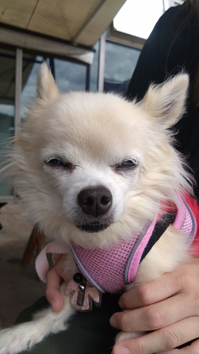 ☆豆柴らいなパパ☆@らいなウィンチェスター＆日々かりファミリー tweet media