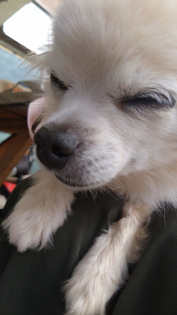 ☆豆柴らいなパパ☆@らいなウィンチェスター＆日々かりファミリー tweet media