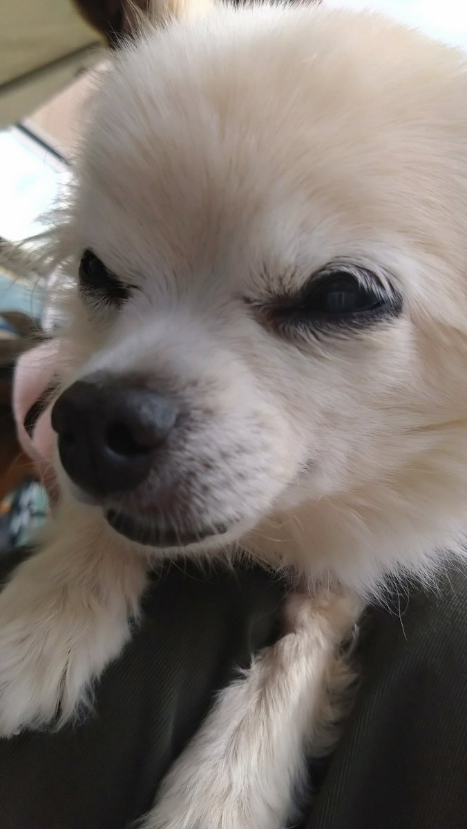 ☆豆柴らいなパパ☆@らいなウィンチェスター＆日々かりファミリー tweet media