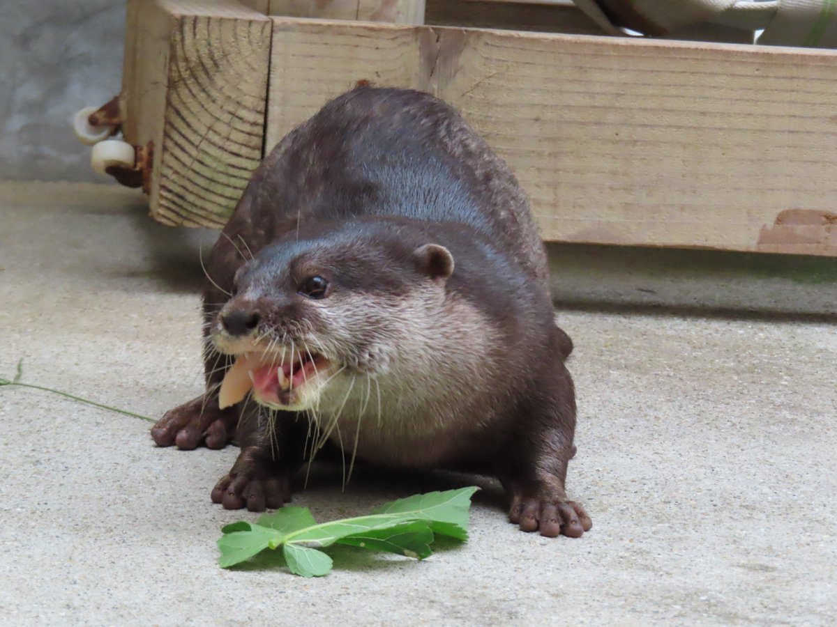 ときわ動物園 ときわ動物園 Tokiwa Zoo】 宇部市ときわ公園にある 「ときわ