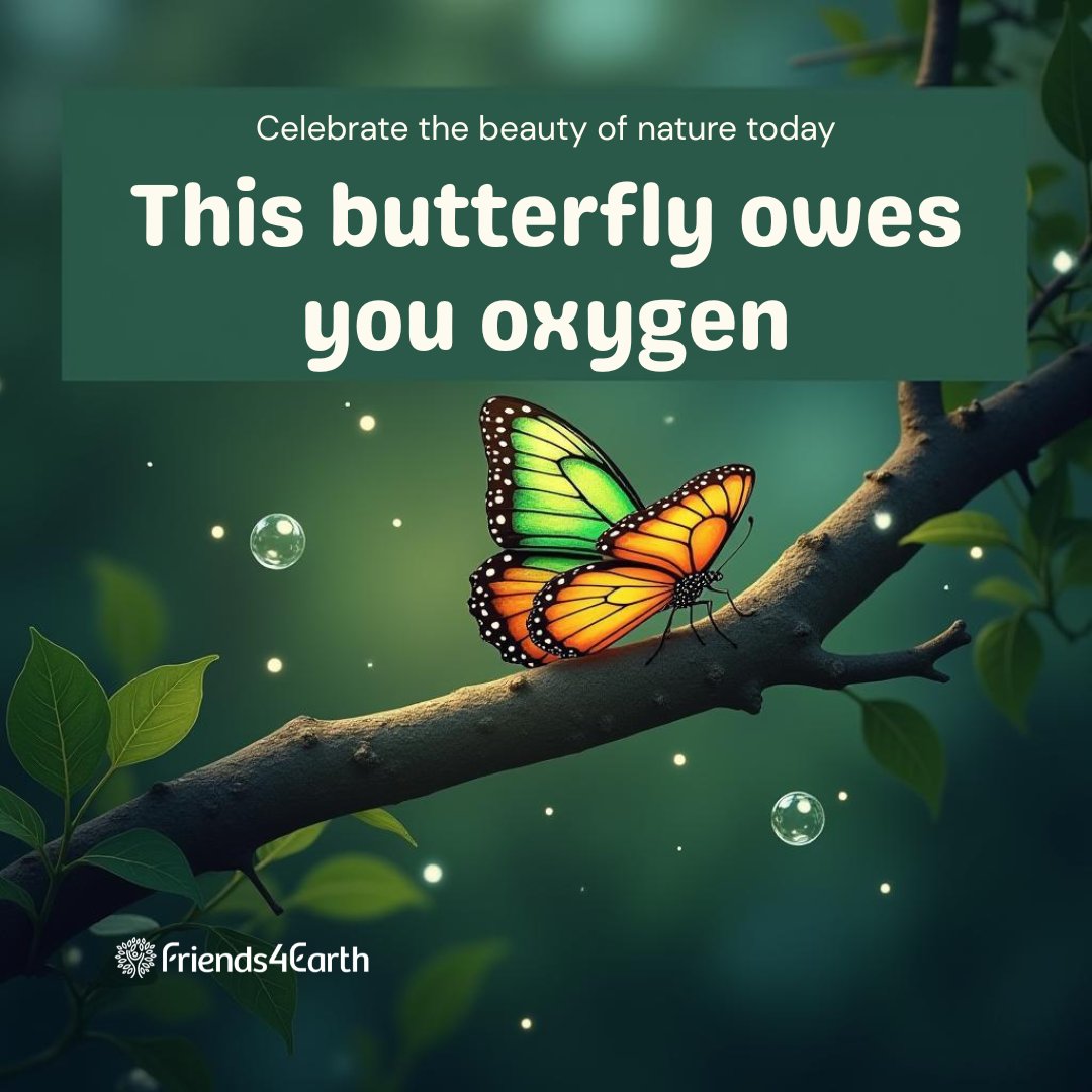 Friends4Earth's tweet photo. This butterfly owes you the breath you just took. 🦋🌳
Biodiversity isn’t decoration—it’s survival.
Protect trees, protect life.

#Biodiversity #ClimateAction #FriendsForEarth https://t.co/gZ6MozQVcn