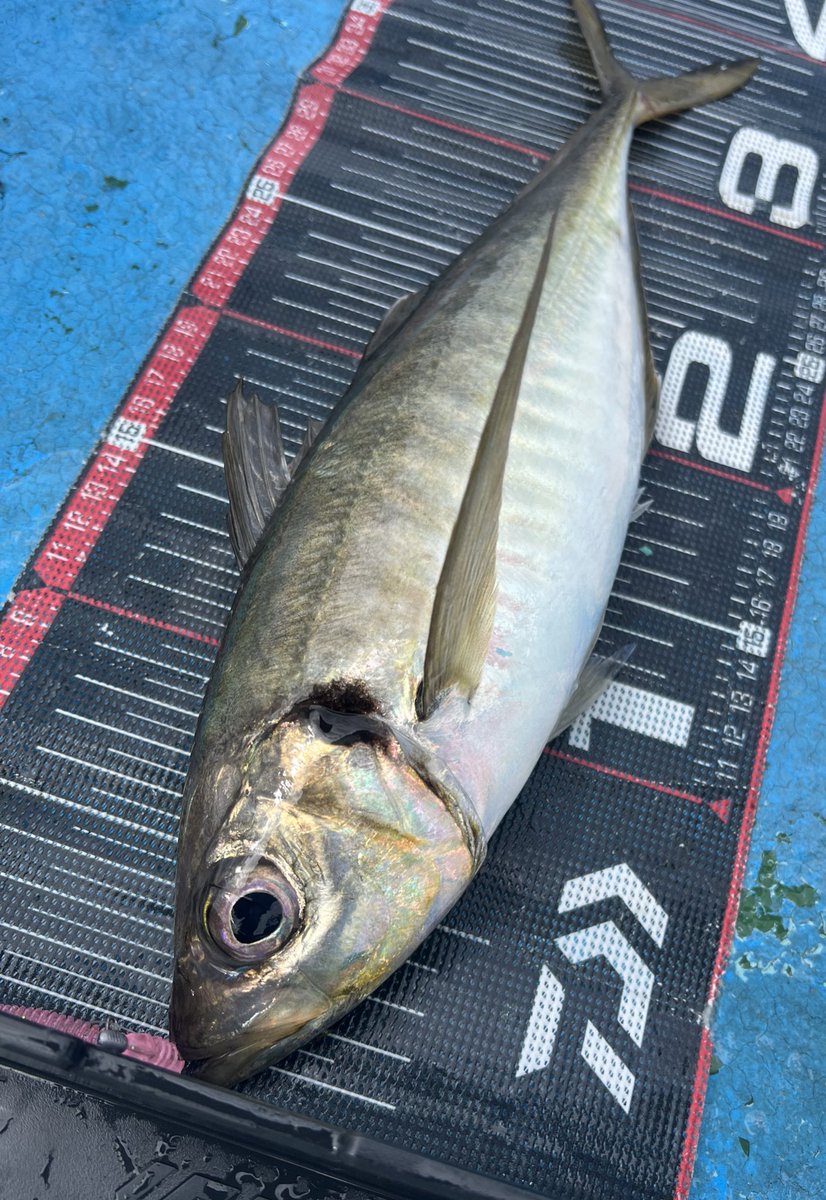 DAIWA SW Fishing Shore (@d_sw_shore) / X