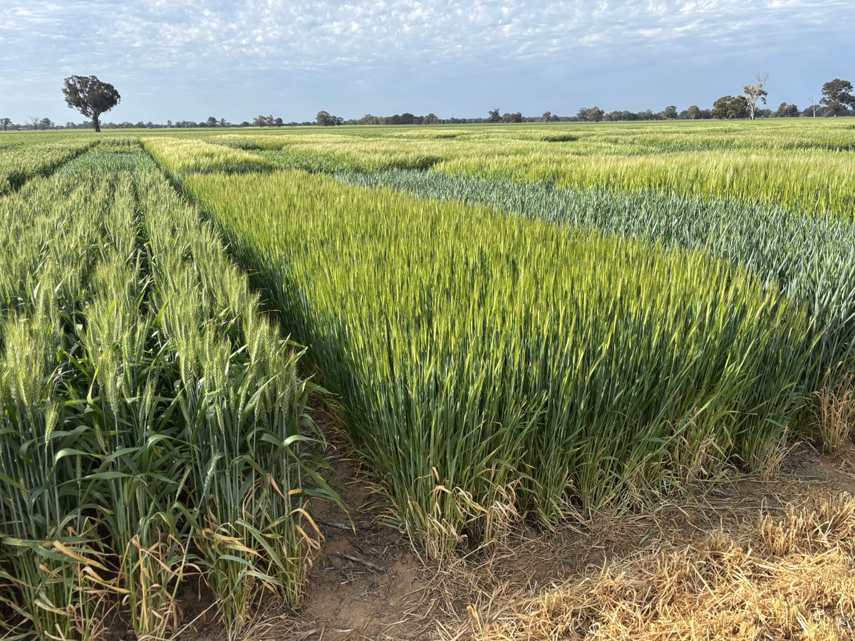 Not in your diary? Why not join the Mulwala FAR team and I for the Yarrawonga field day this Thursday 2nd 10am. Guest speaker on lentils, trials, pulses, HPC, Profitable Yield Frontiers, GEN trials and more. FAR Australia website for details. Would be great to see you. <a href="/theGRDC/">GRDC</a>