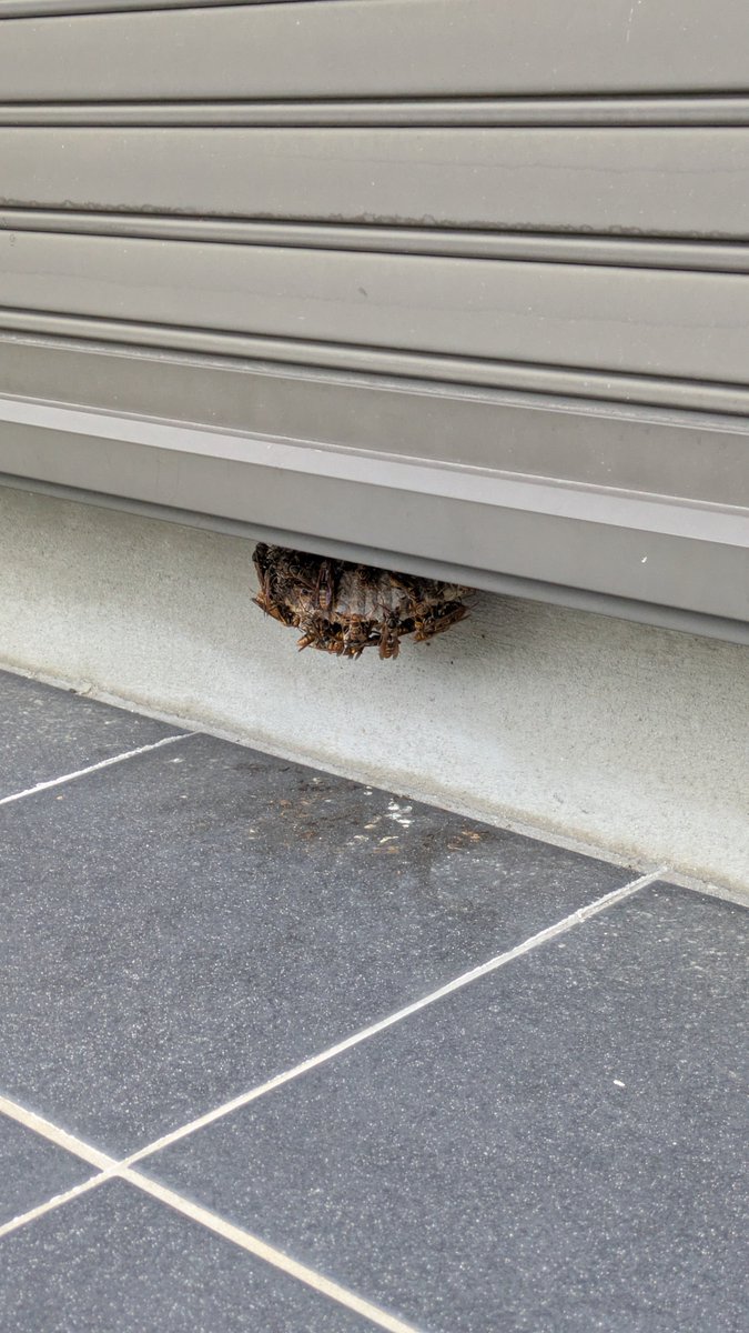 jcp96430682's tweet photo. ���の下に蜂の巣があります。
最近涼しくなってきて蜂の活動も落ち着いてきたかと思ったのですが、巣を撤去するにはまだ少し早そうですね。
巣が空になったら撤去します。 https://t.co/OFzuB68mt1