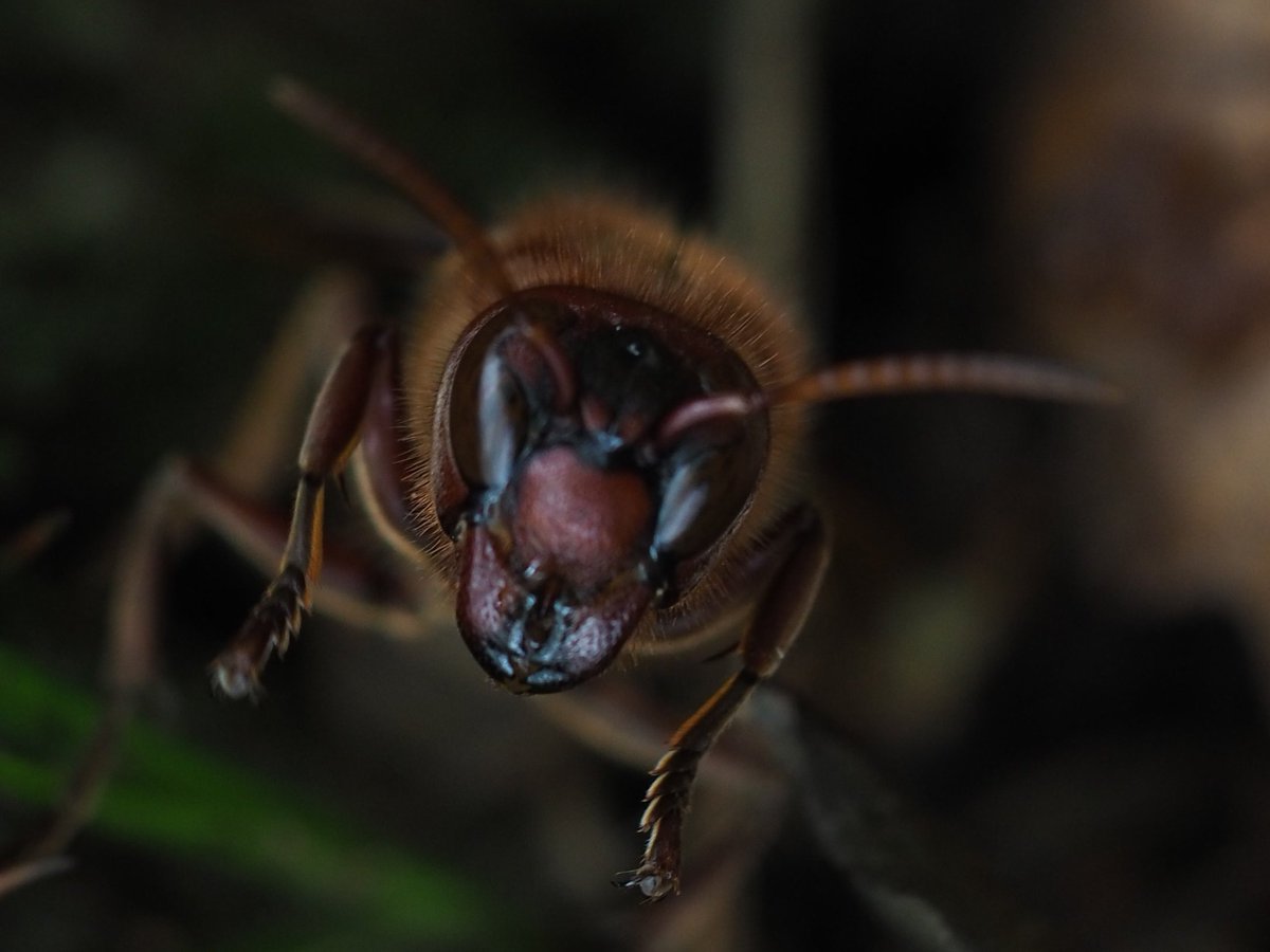 チャイロスズメバチの怖いお顔