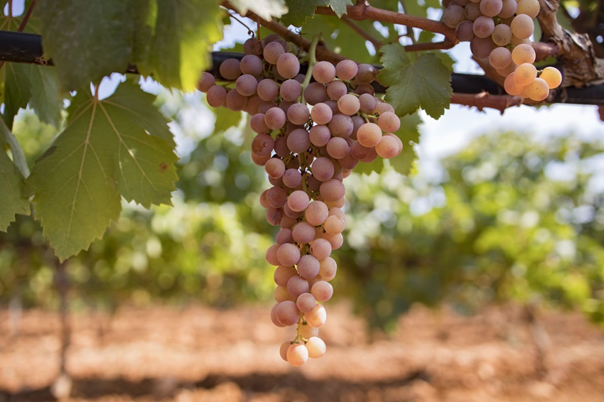 Finaliza la vendimia en la Pequeña DO <a href="/BinissalemDO/">DO Binissalem</a>  una campaña adelantada, con una reducción del 8% en la producción global y predominio de las variedades locales