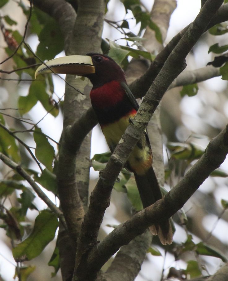 Brown-mandibled aracari

youtube.com/watch?v=heOY5P…