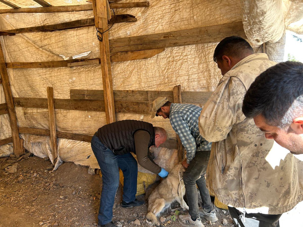 Kaymakamlığımız koordinesinde, 5199 sayılı Hayvanları Koruma Kanunu kapsamında sahipli köpeklerinin kimliklendirilmesine yönelik çalışmalar devam ediyor.  İlçe Tarım Müdürlüğümüzde görevli veteriner hekimler tarafından köpeklere mikroçip uygulamaları gerçekleştiriliyor.