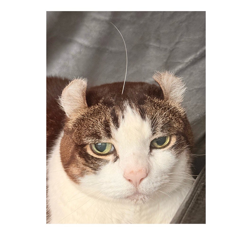 猫のひげ様 キュルZ on X: 