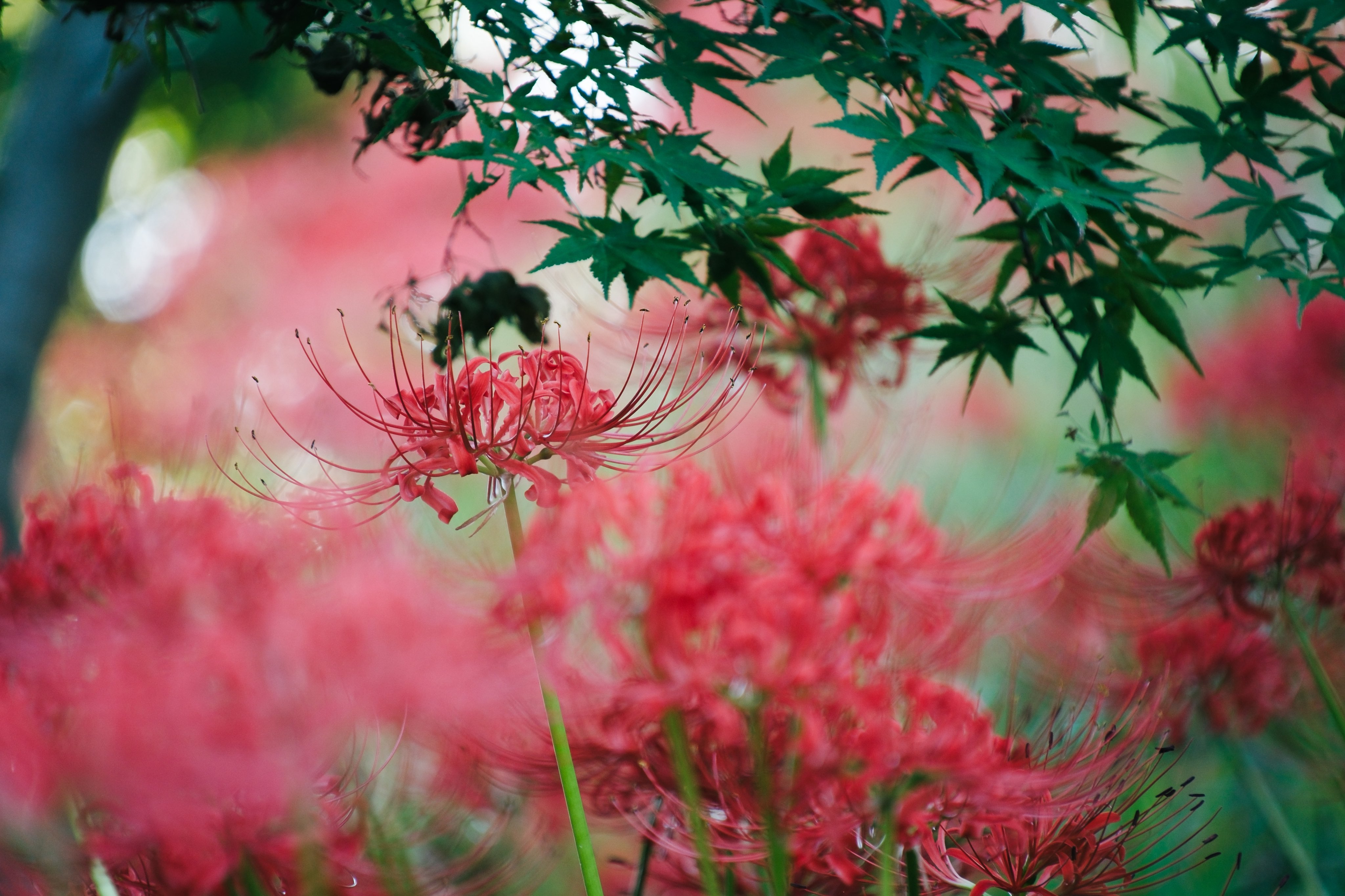 秋映ページ♡ 𝐏𝐫𝐞𝐬𝐞𝐧𝐭𝐬 ❦ 📸 𝐅𝐞𝐚𝐭𝐮𝐫𝐞𝐝 𝐀𝐫𝐭𝐢𝐬𝐭