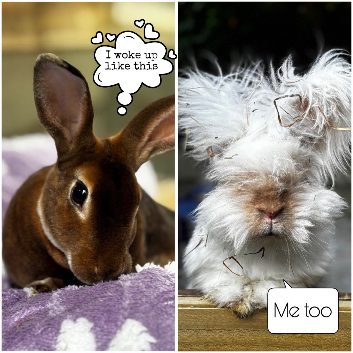 Carrot cottage rabbit rescue (@carrotcottagerr) on Twitter photo 