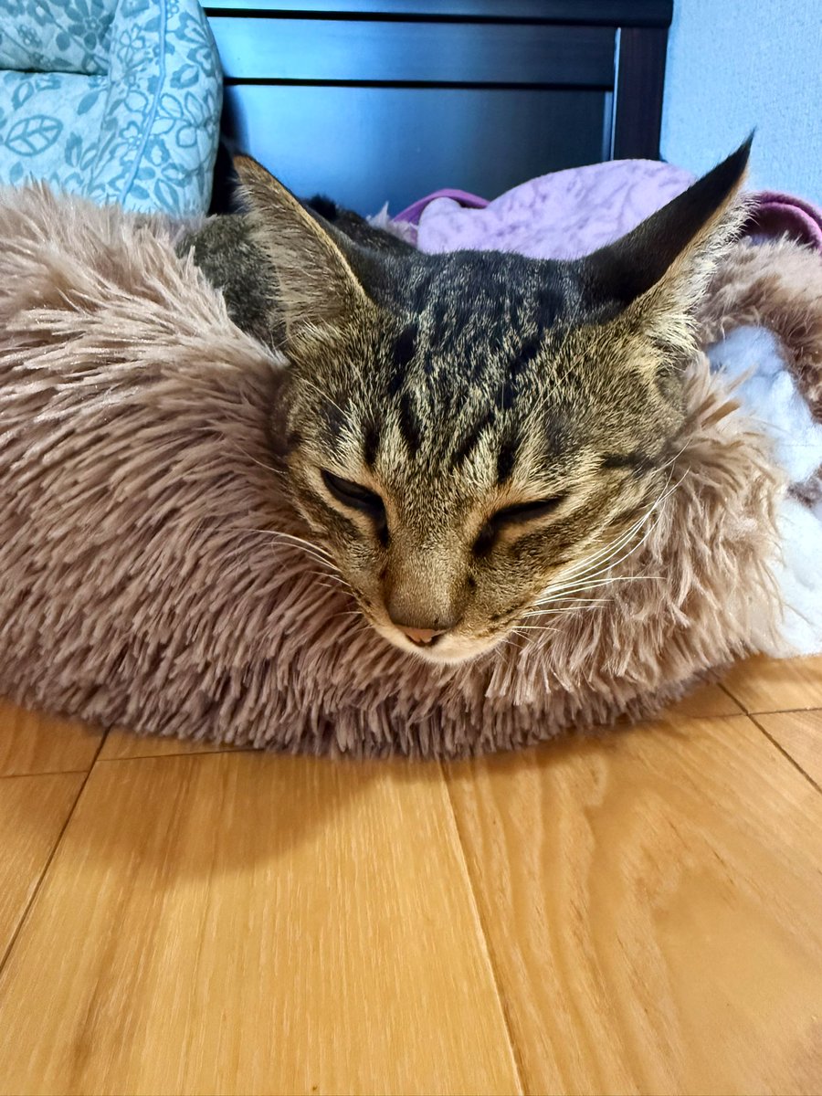 Yumiです セブンプレミアムライフスタイル ボディヒーター ひざ下丈タイツ