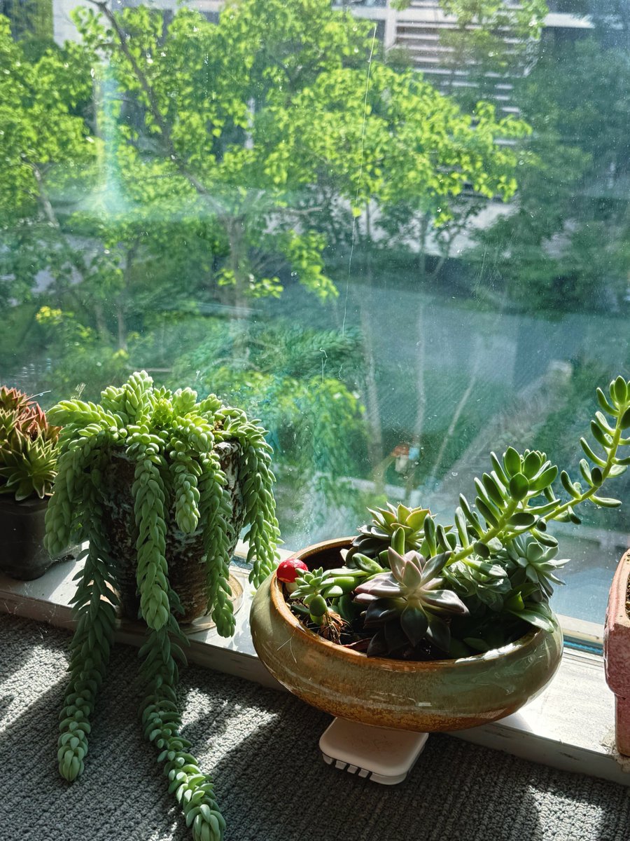 DukeKunshan's tweet image. Small touches, big vibes. 
These little desk decorations brighten up the everyday and make work feel a bit more fun at DKU.

#DKU #DukeKunshanUniversity #StudyWithStyle #CampusVibes