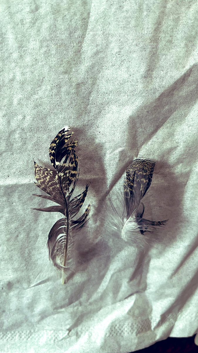 maimaimaiko3068's tweet image. この間の中央アルプスで環境省の人達がいたの。

登山道じゃないとこ、あちこち歩いてて。
あれは雷鳥の調査だったのかな？

画像はその時登山道に落ちてた羽。もしかして雷鳥？