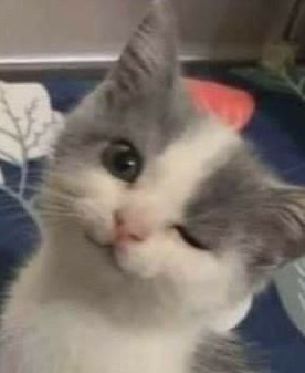 anxinra's tweet photo. cat anxin wink~✩ https://t.co/oRSPpOOISI