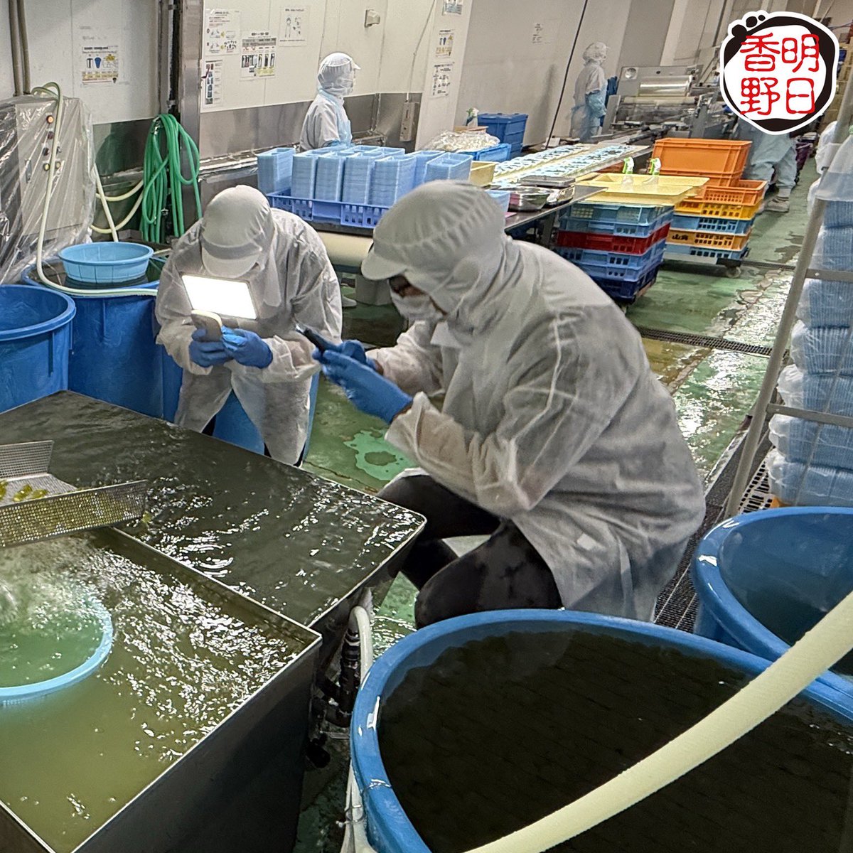 tw_asukafoods's tweet photo. 元祖透明 #わらび餅

今年もたくさん楽しんでいただき
ありがとうございました😋

本日の店頭到着分で
今年の販売は終了になります。

来年も
明日香野のわらび餅を
よろしくお願いいたします

販売終了間際でしたが
取材をいただきました📹
取材いただいた動画は
下記でご覧いただけますので
ぜひ見てくださいね

ふもっち!!!
名古屋グルメ＆日本全国グルメさま
https://t.co/19ymTvph28
がっち夫婦のグルメ日記さま
https://t.co/B76PvEPJaA

取材依頼、ありがとうございました
#明日香野 ( ˘ᵕ˘