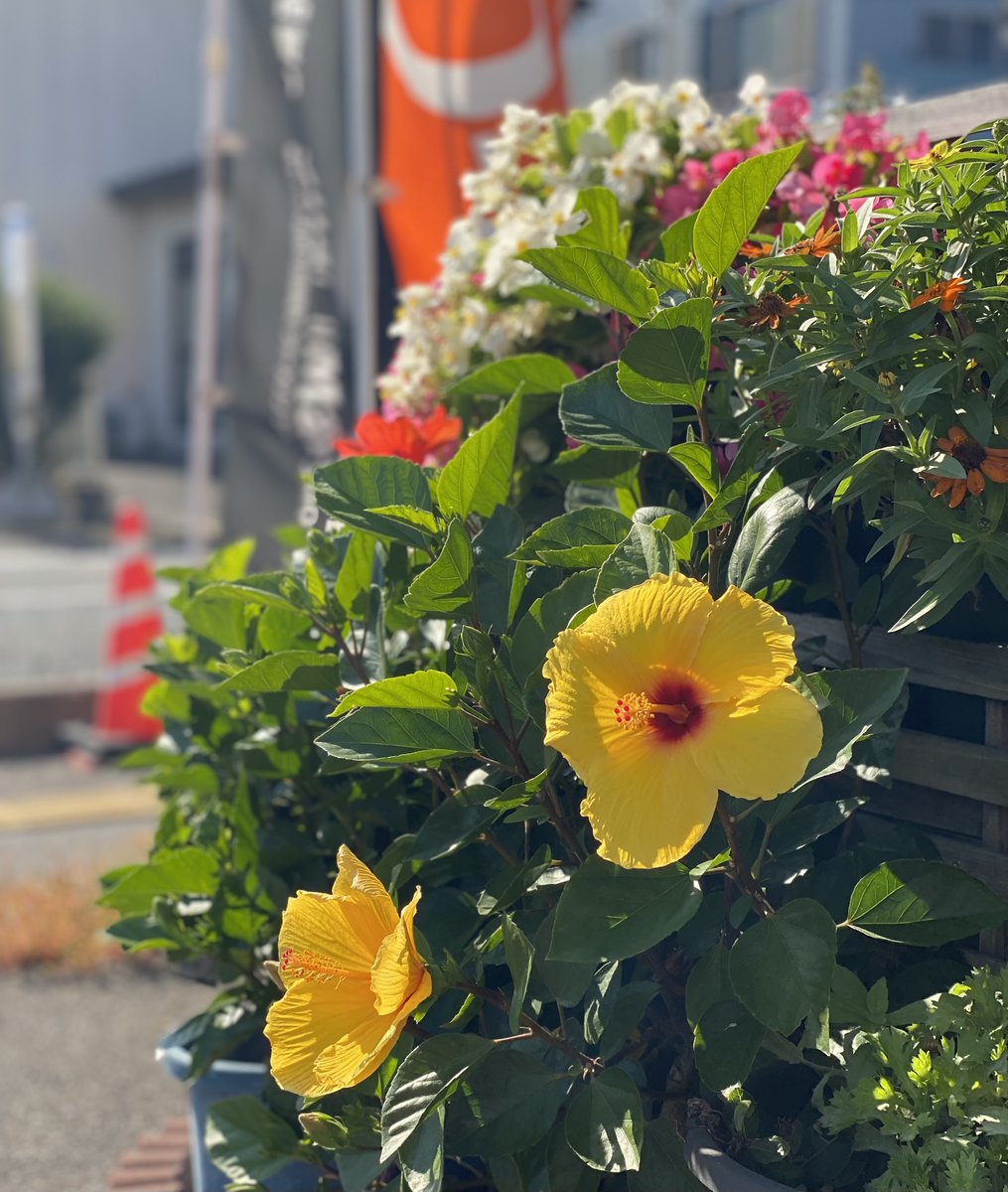 明日から10月ですね😀
朝晩、ヒヤっとしてきました🧥
皆様、体調崩さないようお気を付けください😃
久しぶりに事務所前の花壇の花を撮影📸
＃青森県　＃八戸市　＃花