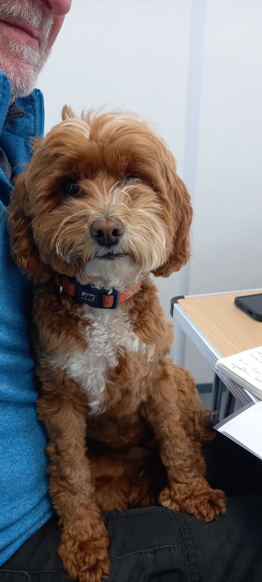ClearviewMinds's tweet photo. Hi there, a wonderful though wet day yesterday at Castle Semple - Embracing Nature, Inspiring Creativity &amp; even had a four legged attendee who was very attentive.
#creativecommunity #creativewriting #doglover #castlesemple #lochwinnoch #wyllieum #lylegateway
More events, soon. https://t.co/EyId22WVVN
