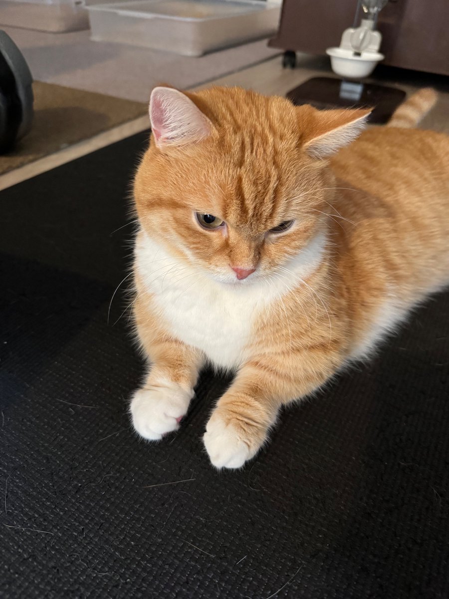 猫ぷぷ 猫ぷぷ 猫ぷぷ カード検索 ｜ Z/X - Zillions of enemy X