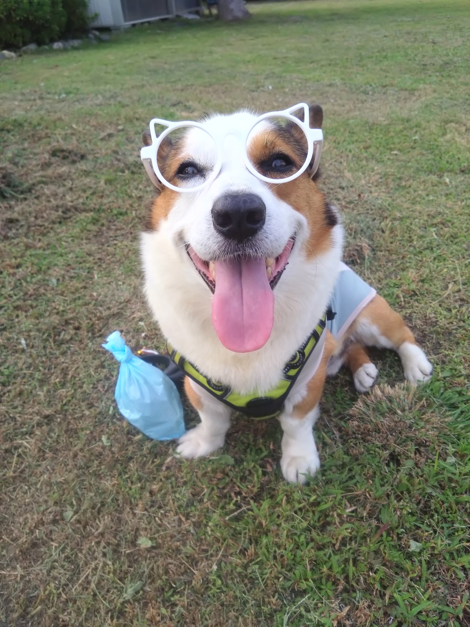 こーぎーフレンズ -2nd season- (@corgifriends2) / X