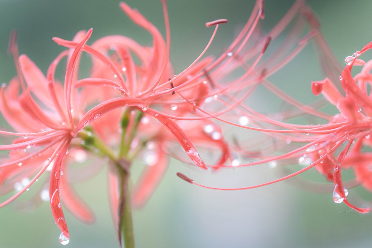 穏やかな時を𓂃٭𓈒𓏸⿻

#TLを花でいっぱいにしよう  
#写真好きな人と繋がりたい  
#ファインダー越しの私の世界