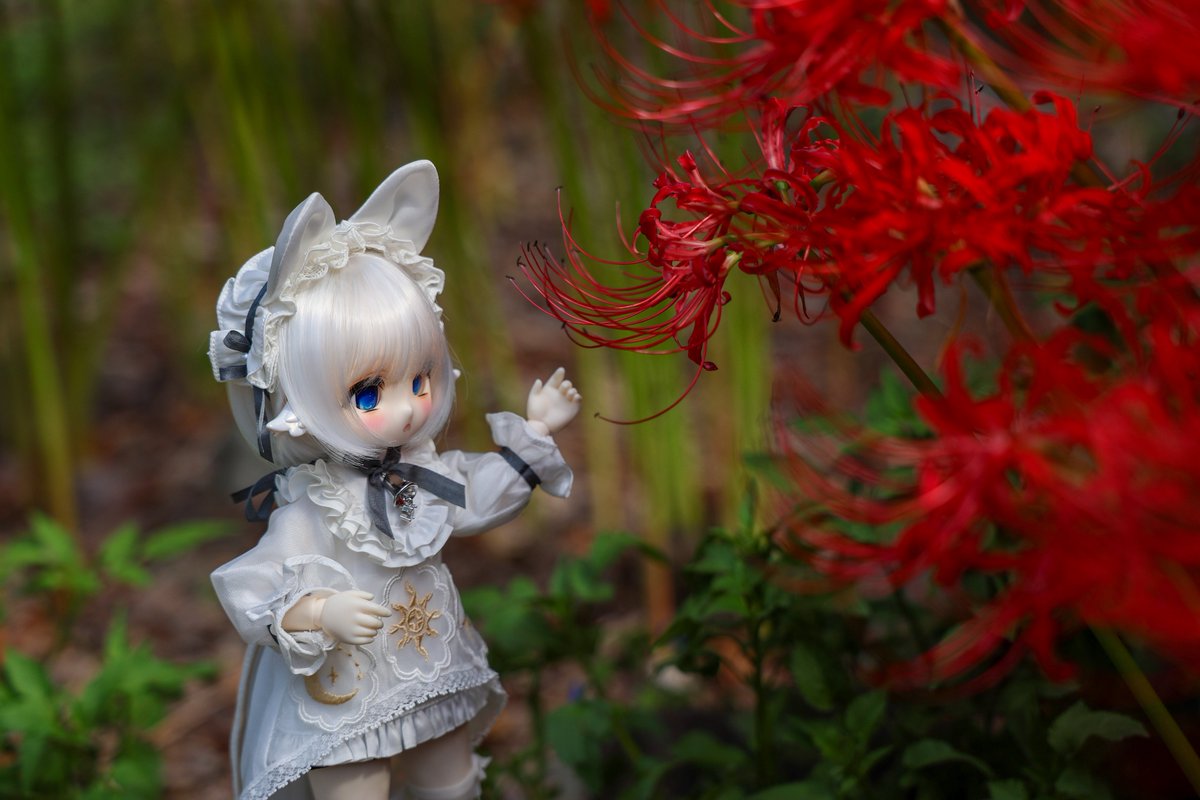 IRzgOcy2iYo2Jtf's tweet photo. フィフレちゃんと曼珠沙華

#TinyFox https://t.co/oqNKSHUltY