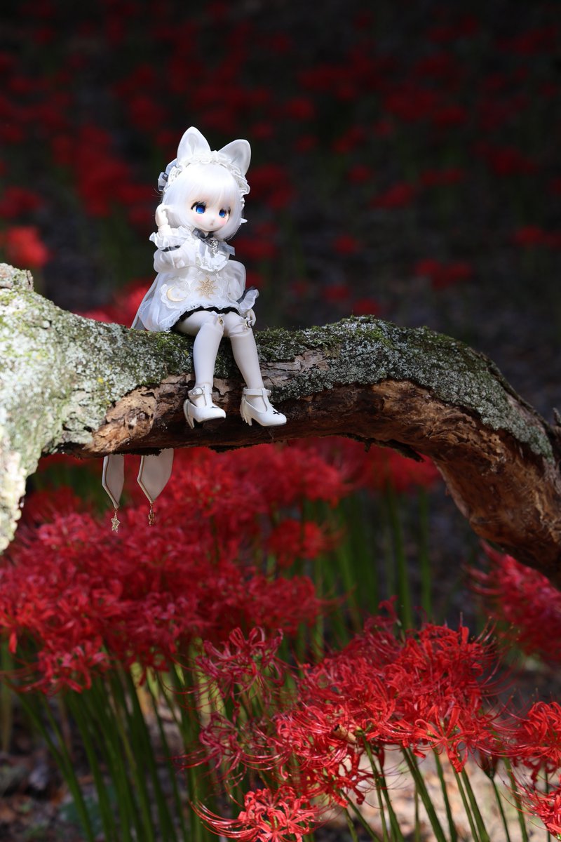 IRzgOcy2iYo2Jtf's tweet photo. フィフレちゃんと曼珠沙華

#TinyFox https://t.co/oqNKSHUltY