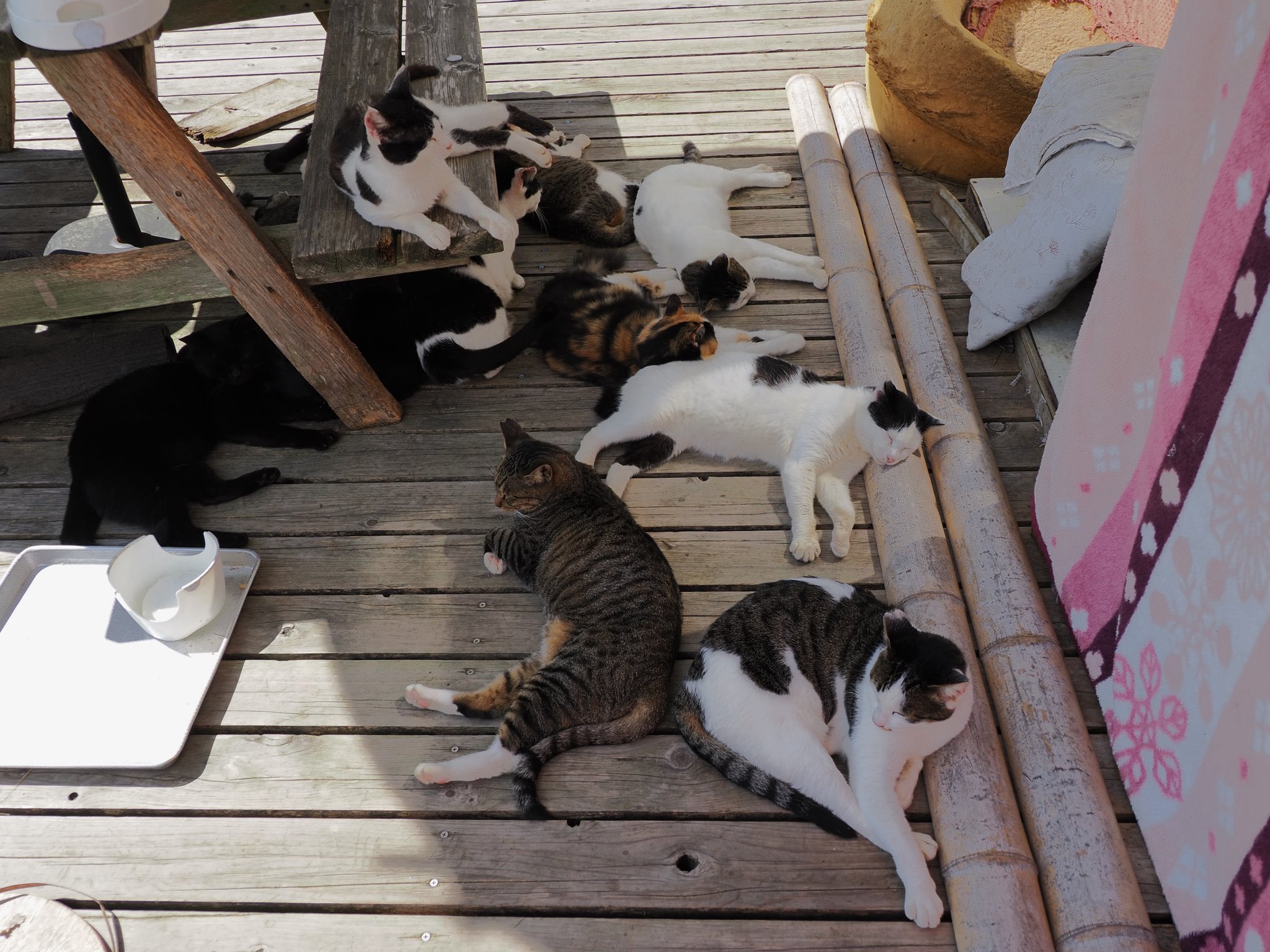 ねこ様大集合 - Search / X