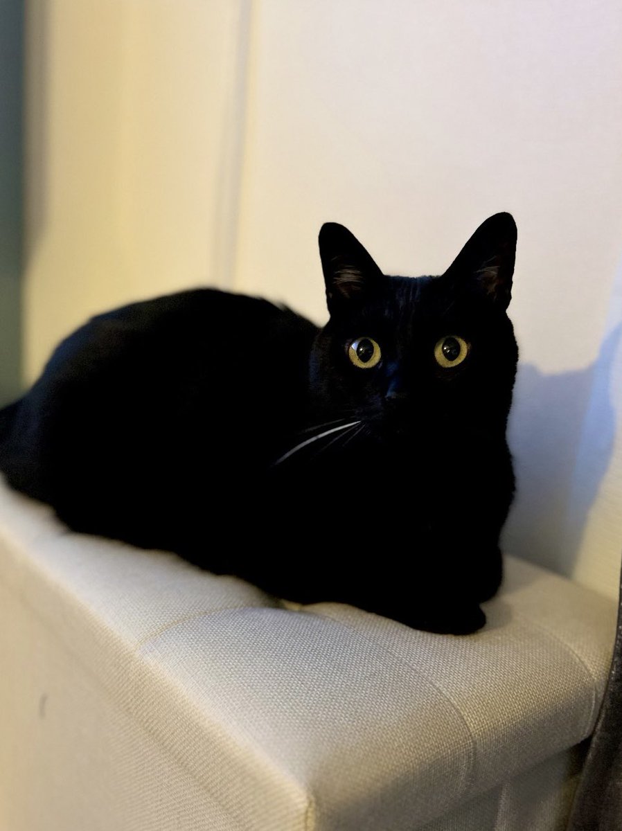 黒猫のこねろく (@nkknrk) / Posts / X