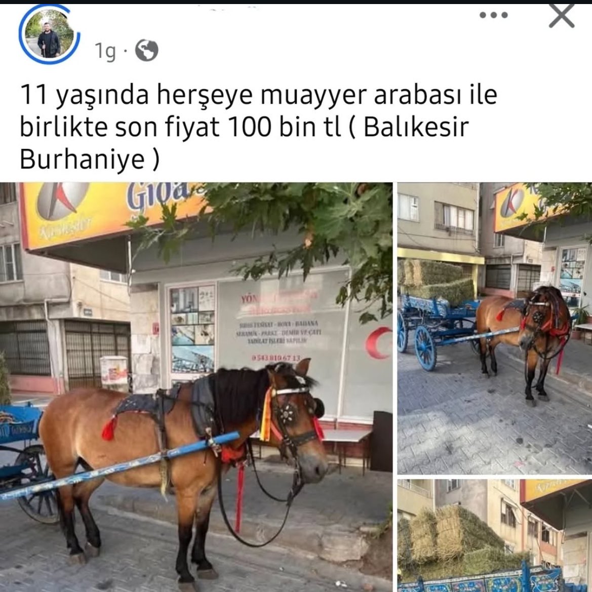 Kaç para bu beygir be
