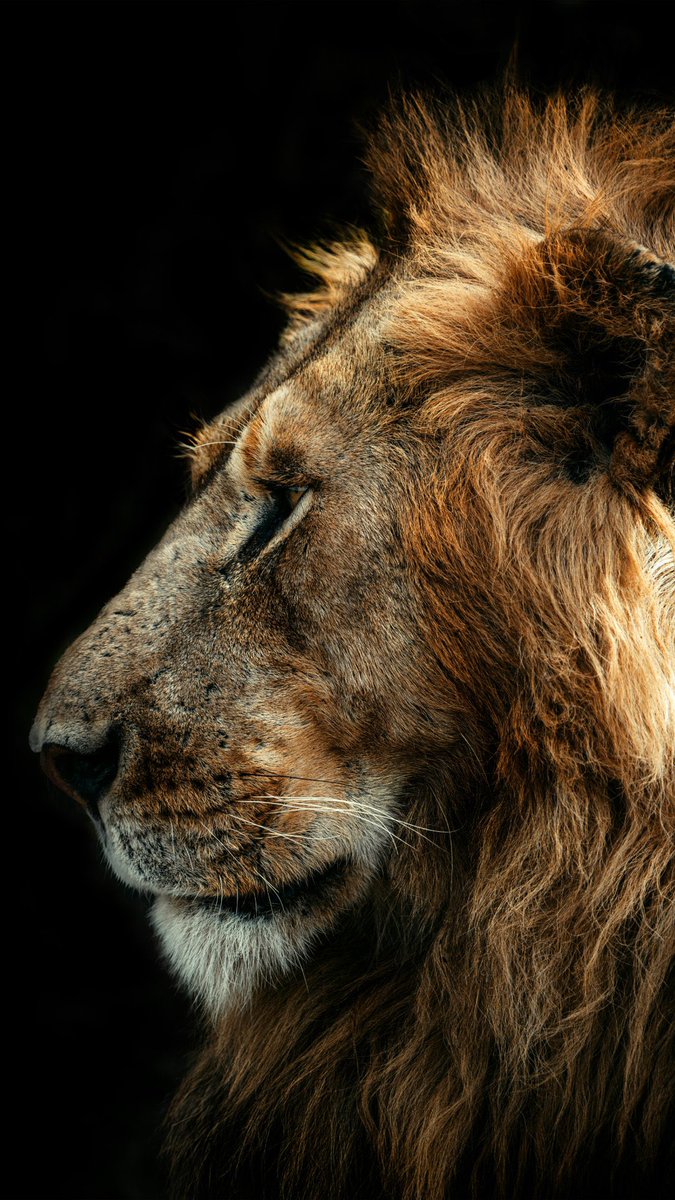 earthcurated's tweet photo. The King 👑 https://t.co/prIHm4BlgQ