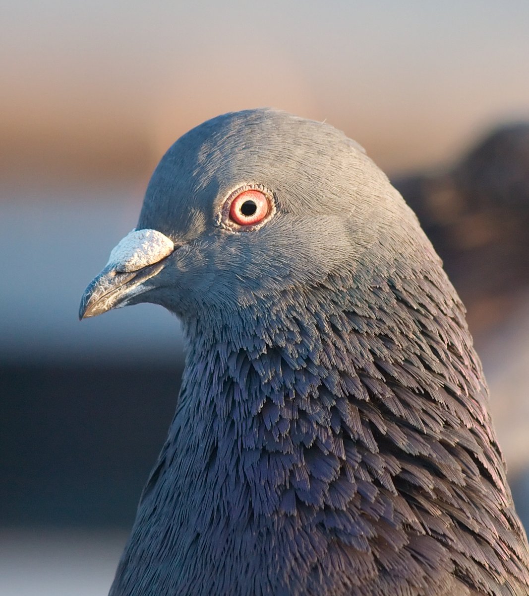 golubksa's tweet photo. A pigeon isn’t just a bird it’s the city’s little messenger with wings of freedom and endless curiosity https://t.co/WVd0SJcoaB