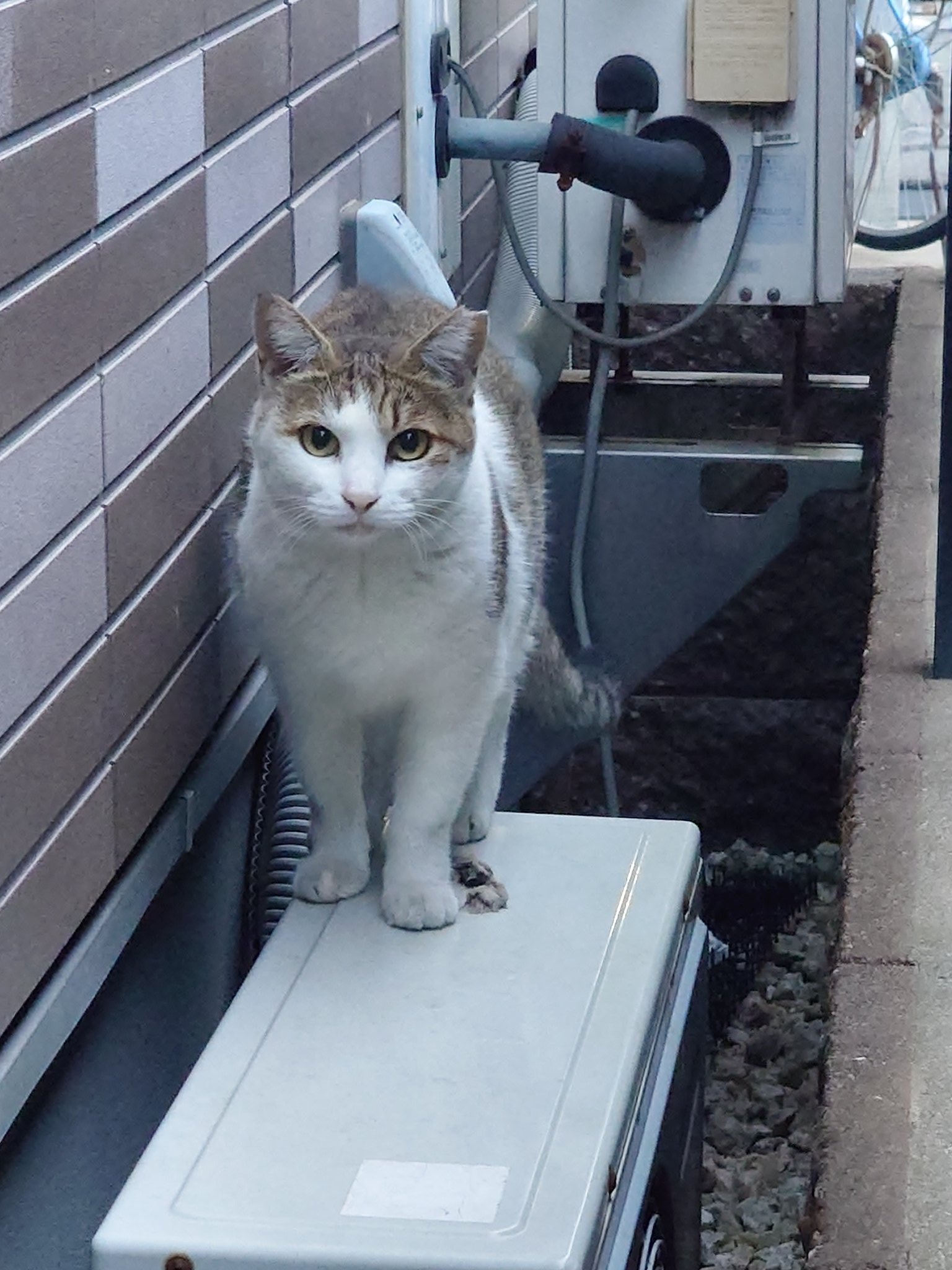 野良猫 ふぅ～ちぃ on X: 