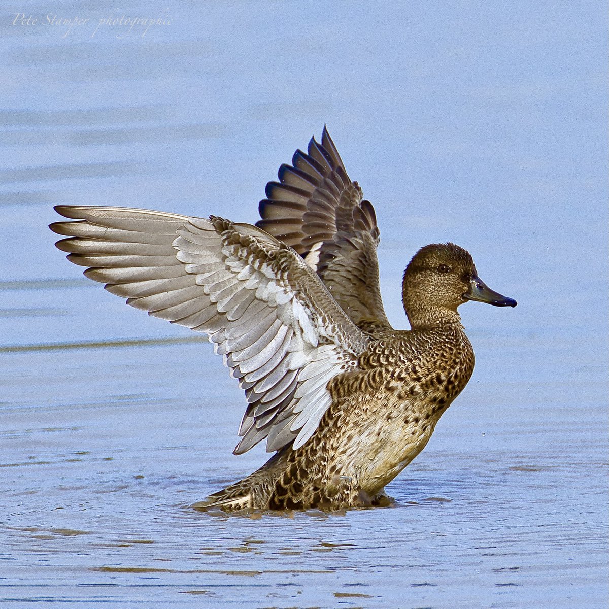 Nice day for Ducks ... <a href="/WWTSlimbridge/">WWT Slimbridge</a> <a href="/slimbridge_wild/">Slimbridge Sightings</a> <a href="/Natures_Voice/">RSPB</a> <a href="/GlosBirds/">Glos Bird News</a> <a href="/HerefsBirds/">HerefordshireBirds</a>