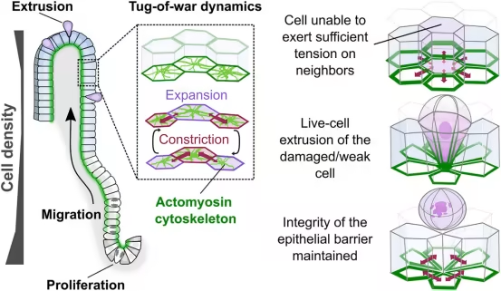 CreaBioarray's tweet image. Epithelial tension controls intestinal cell extrusion. science.org/doi/10.1126/sc…