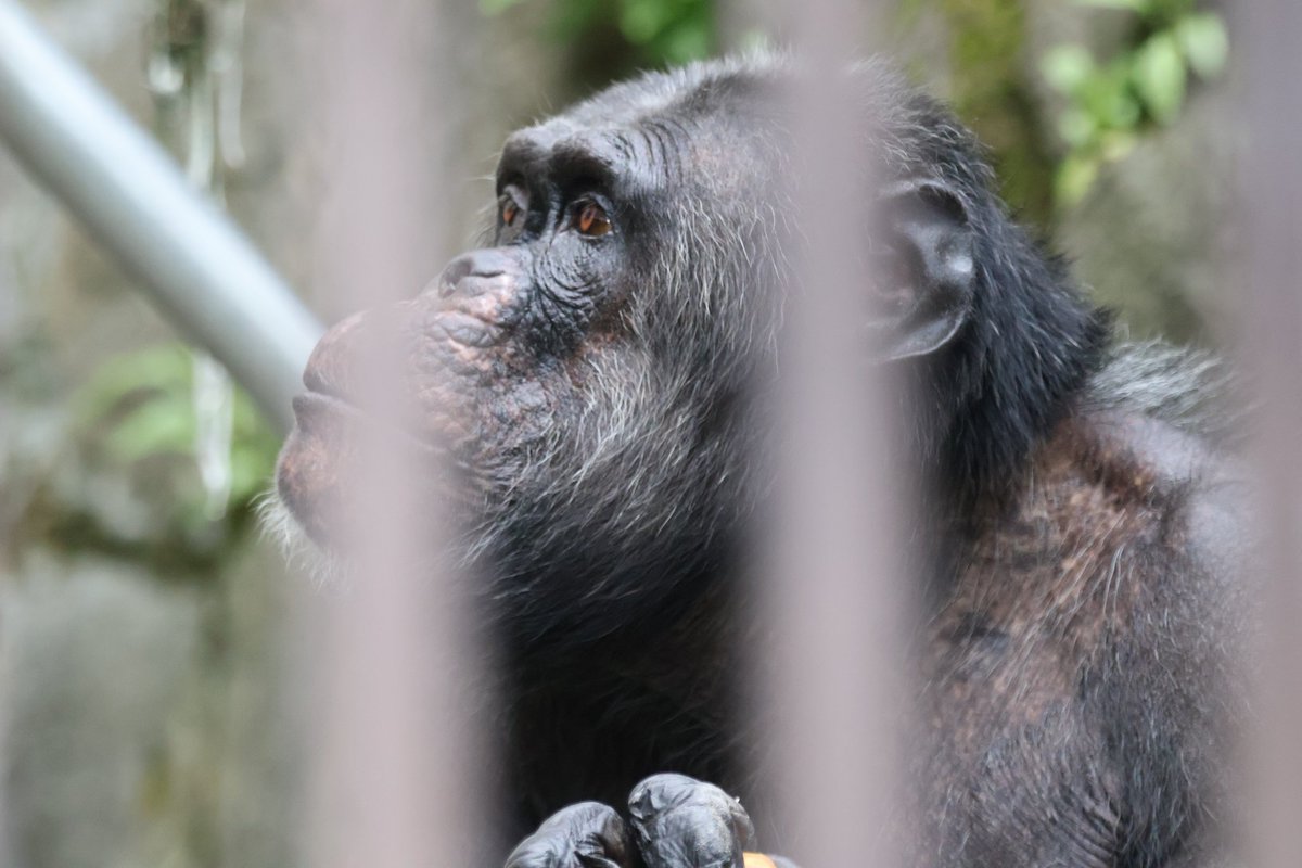 Pr9DgkYH6613291's tweet image. 茶臼山動物園の
チンパンジー。
ミミさん、ミセスさん、タダシさん
#チンパンジー
#長野市茶臼山動物園
