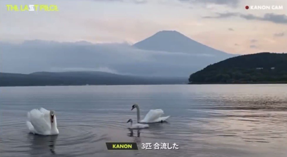 BADTZ_00's tweet image. BMSGって鳥好きなの？
それとも鳥もBMSG好きなの？

どっちもか

#HANA #THELASTPIEACE