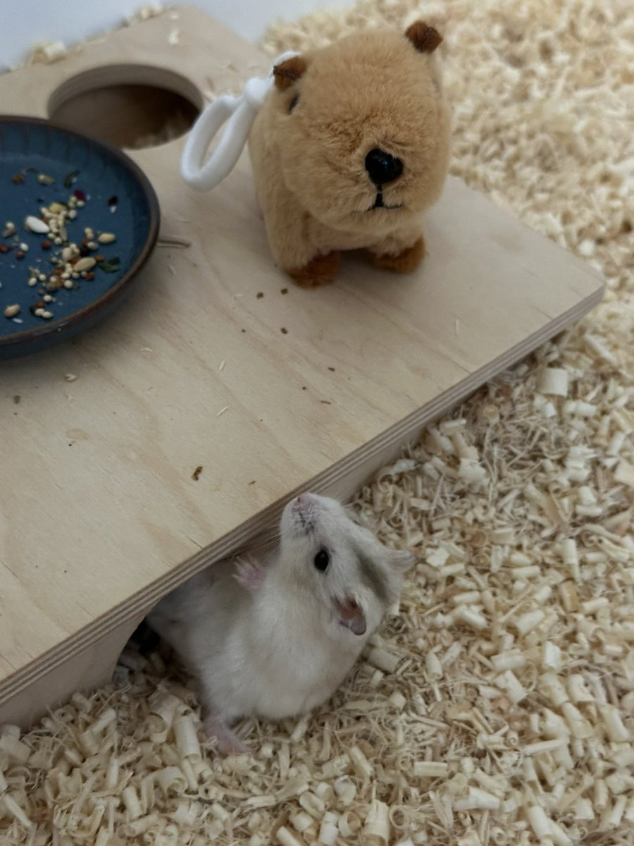 전에 크기 비교한다고 카피바라 키링 잠깐 햄스터 집에 넣어놓고 찍었는데
햄스터 갑자기 튀어 나오더니 이러고 누워서 한참 쳐다보다 들어감
뭘 하지도 않고 걍.. 쳐다만 보다가.....
왜 굳이 누워서 봤지