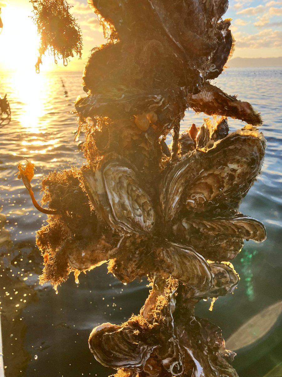 アベンジャーズ@3人の漁師 (@sh02one) / Posts / X