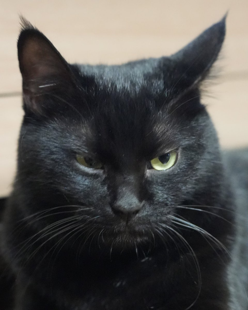 oreo_blackcat's tweet image. にらみ(格好いい)
#猫 #黒猫