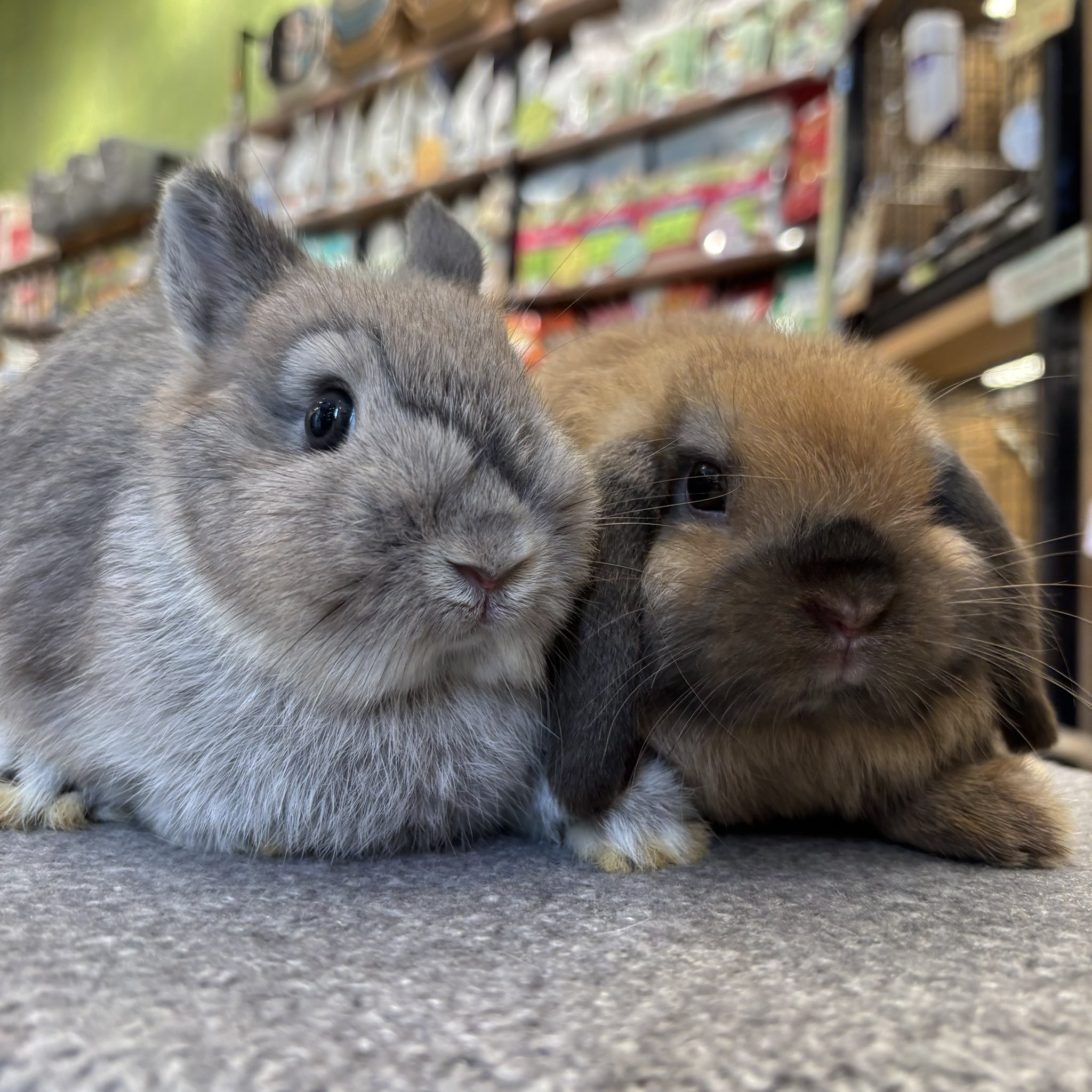 うさぎのしっぽオリナス錦糸町店 on X: 